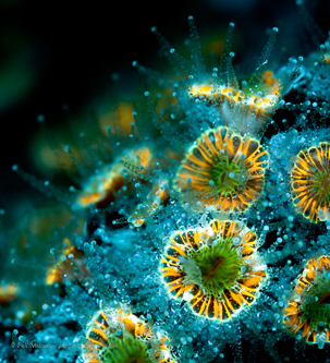 Coral (Culicia hoffmeisteri) fluorescence
