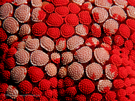 Seastar (Nectria ocellata)