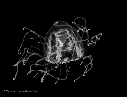 Small jellyfish (Turritopsis nutricula) bell is about 10-12mm with filters