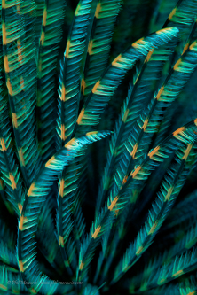 Worm (Sabellastarte australiensis) 2 fluorescence